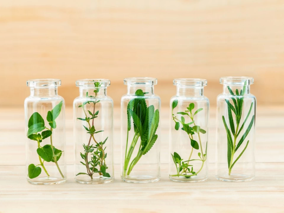 お手入れも簡単！ハンドメイドの植物のメリットや選び方をご紹介